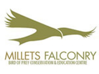 millets falconry